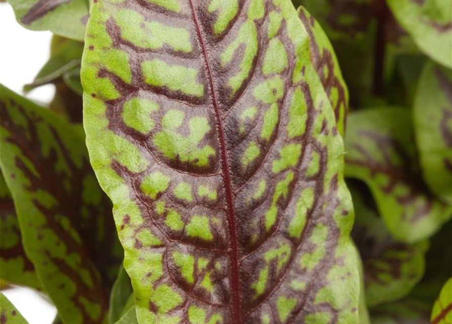 Rumex sanguineus