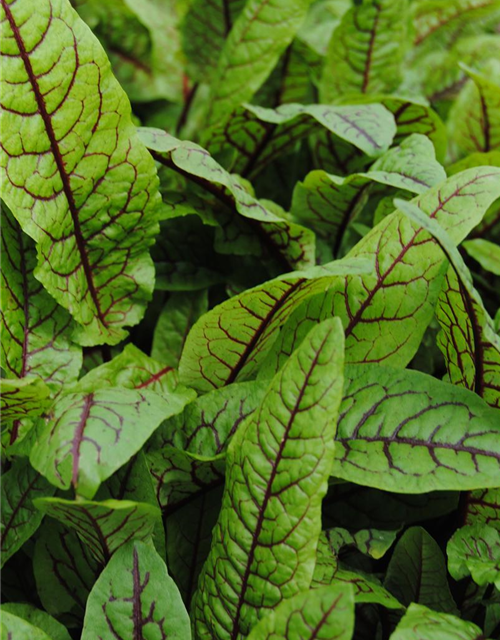 Rumex sanguineus