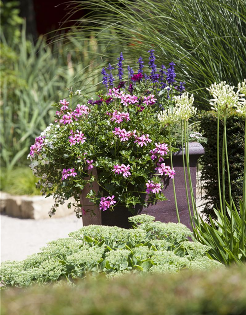 Pelargonium peltatum