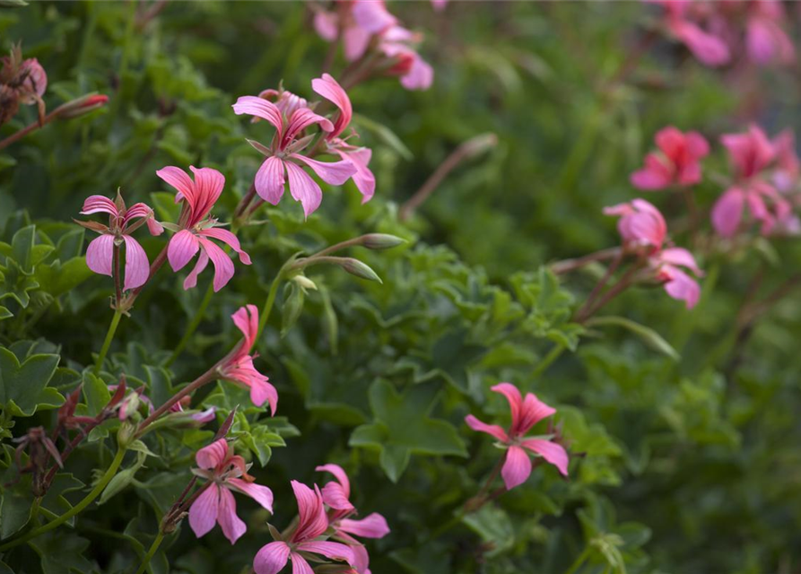 Pelargonium peltatum