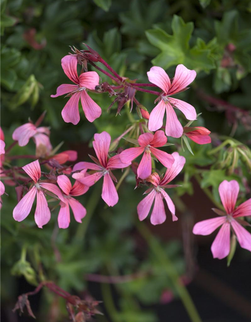 Pelargonium peltatum