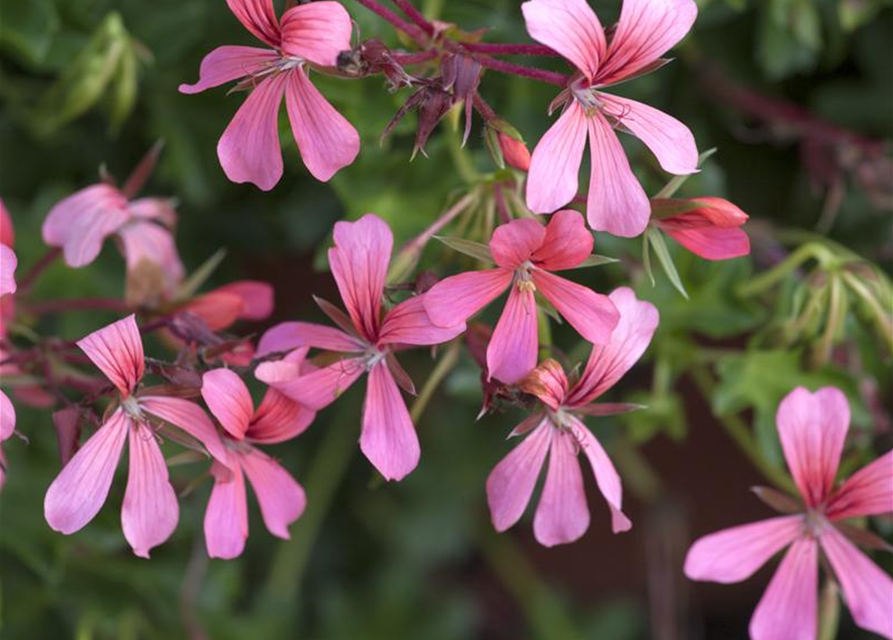 Pelargonium peltatum