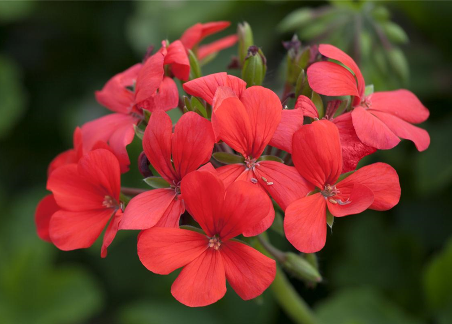 Pelargonium peltatum