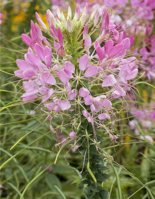 Cleome spinosa