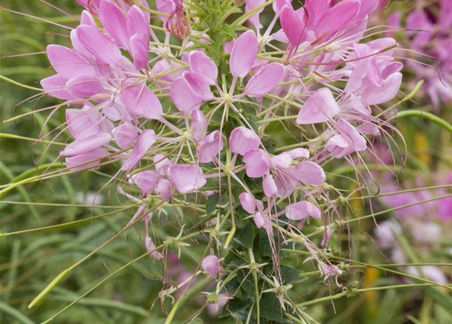 Cleome spinosa