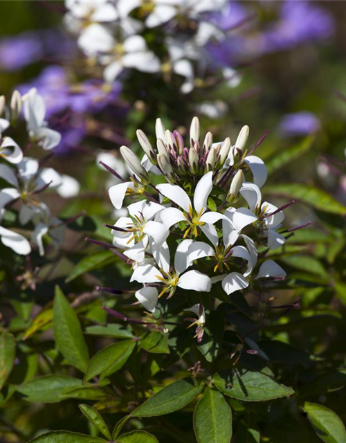 Cleome spinosa