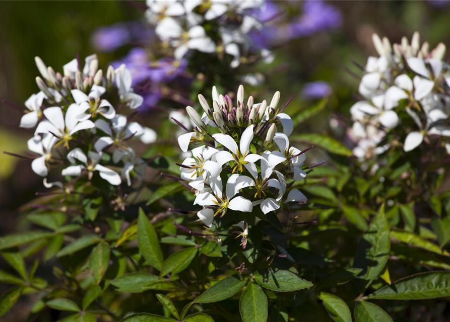 Cleome spinosa