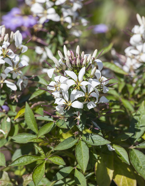 Cleome spinosa