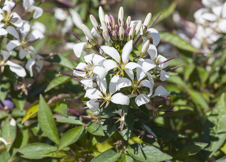 Cleome spinosa