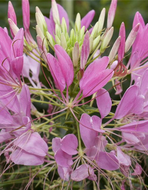 Cleome spinosa