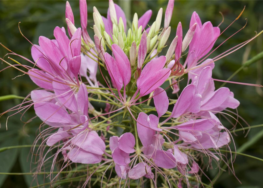 Cleome spinosa