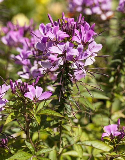 Cleome spinosa