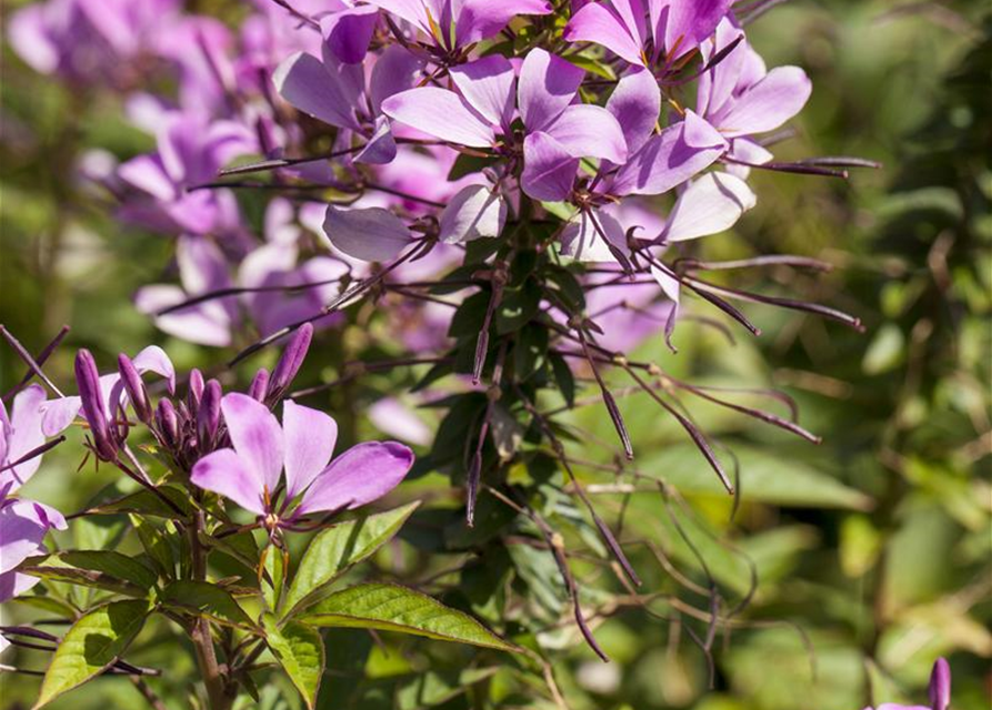 Cleome spinosa