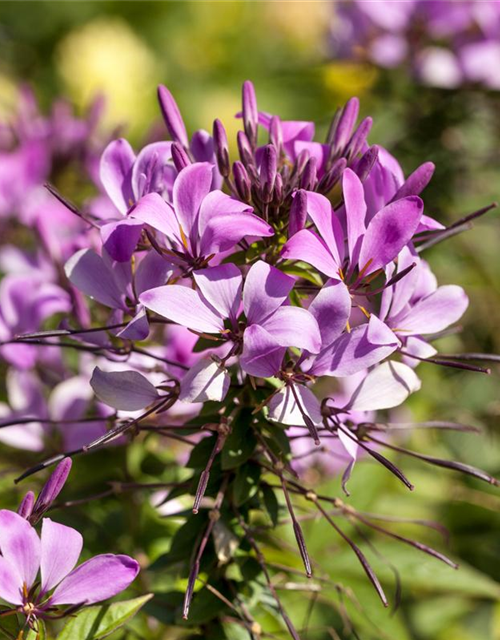 Cleome spinosa