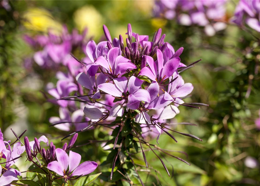 Cleome spinosa