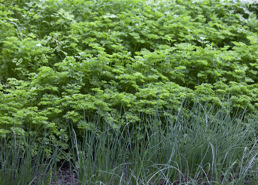 Petroselinum crispum var. neapolitanum