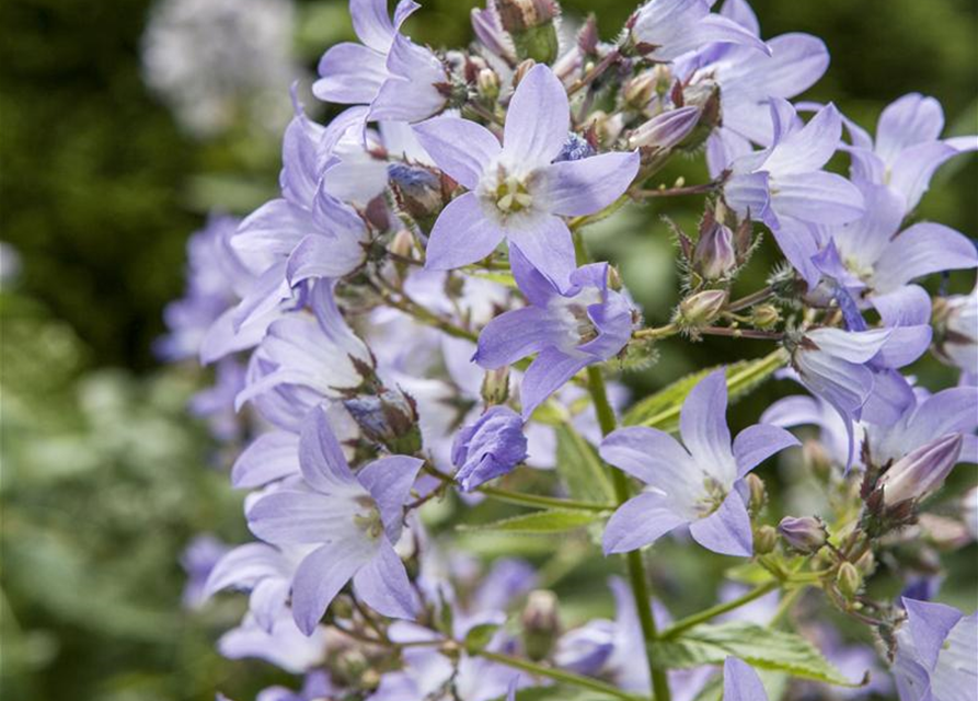 Platycodon grandiflorus