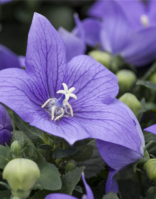 Campanula isophylla Iceblue