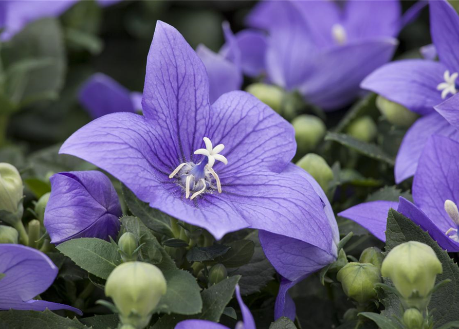 Campanula isophylla Iceblue