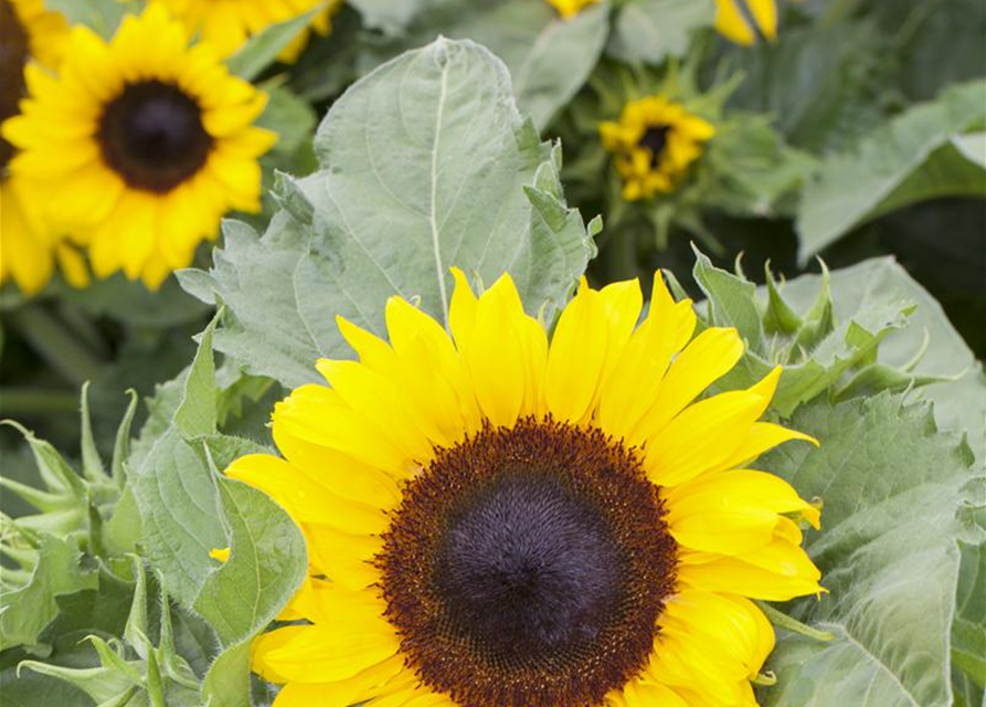 Helianthus annuus