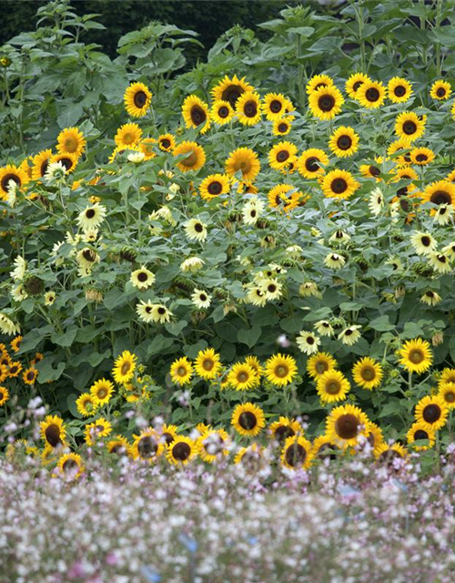 Helianthus annuus