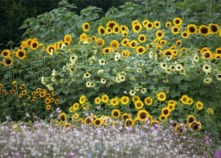 Helianthus annuus