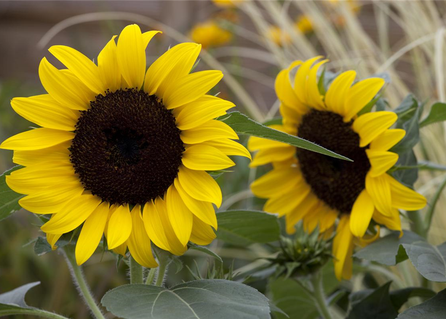 Helianthus annuus