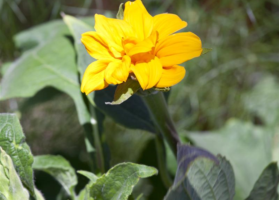 Helianthus annuus