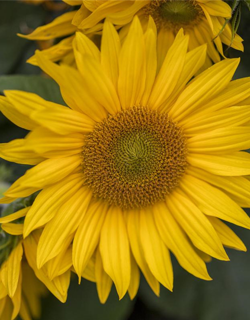 Helianthus annuus