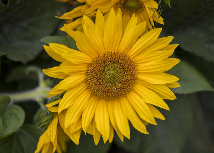 Helianthus annuus