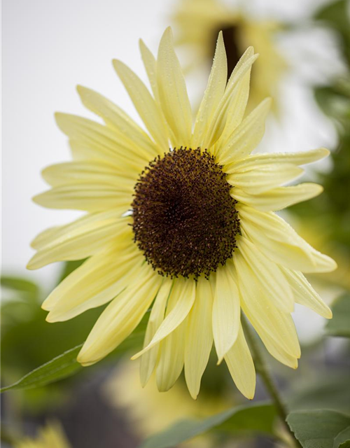 Helianthus annuus