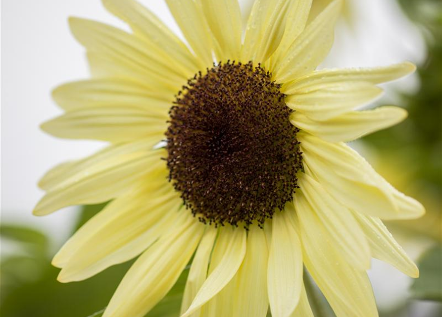 Helianthus annuus