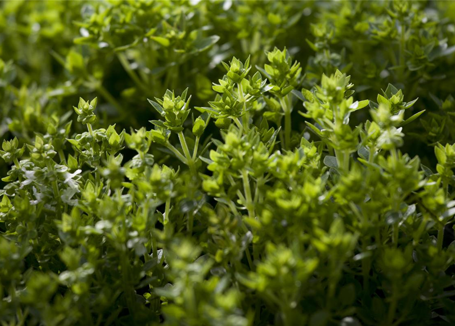 Ocimum basilicum