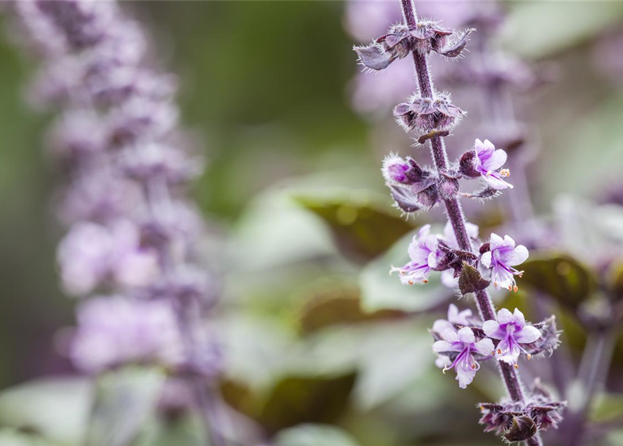 Ocimum basilicum