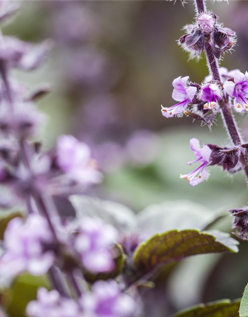 Ocimum basilicum