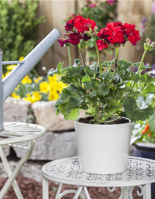 Pelargonium zonale