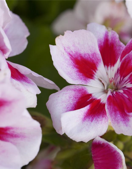 Pelargonium zonale