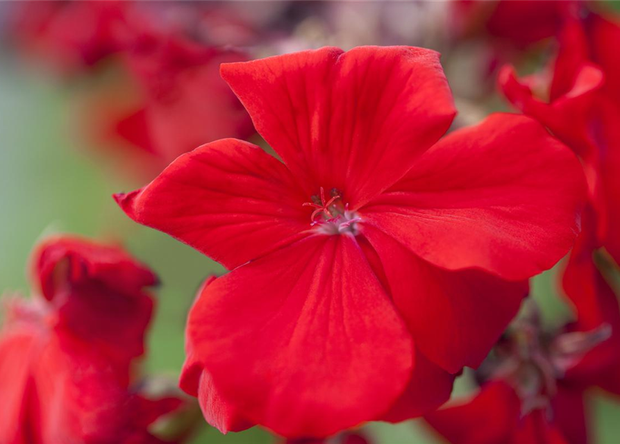 Pelargonium zonale