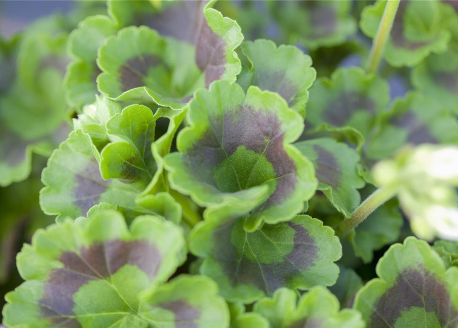 Pelargonium zonale