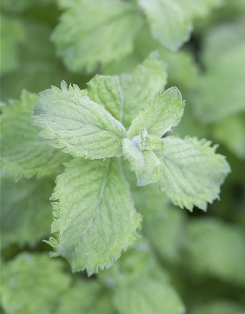 Mentha species Nemorosa Mojito