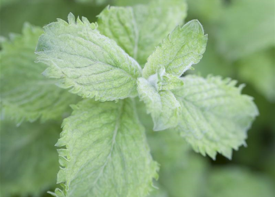 Mentha species Nemorosa Mojito