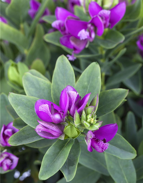 Polygala myrtifolia