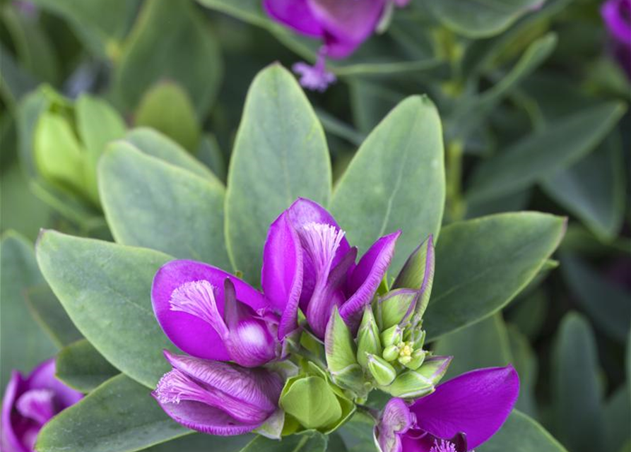 Polygala myrtifolia