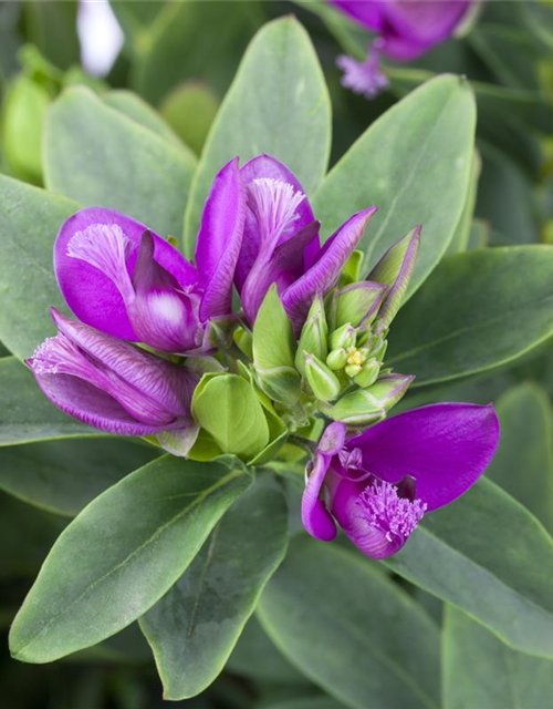 Polygala myrtifolia