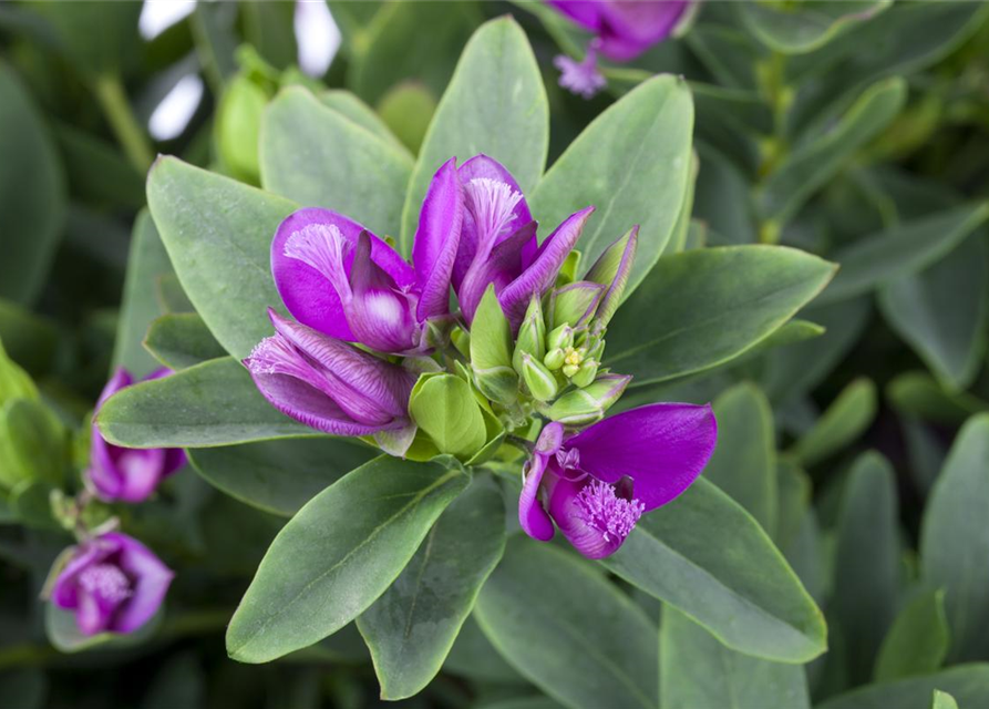 Polygala myrtifolia