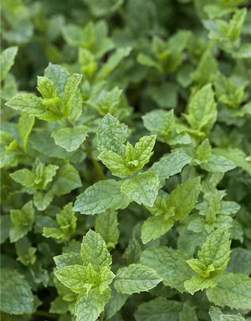 Mentha spicata Swiss Hugo