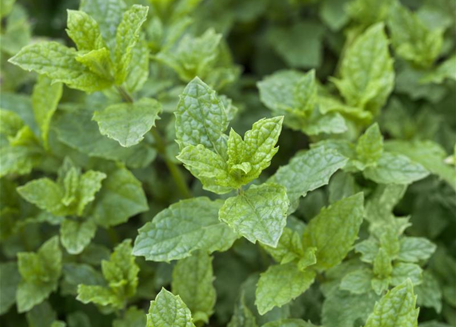 Mentha spicata Swiss Hugo