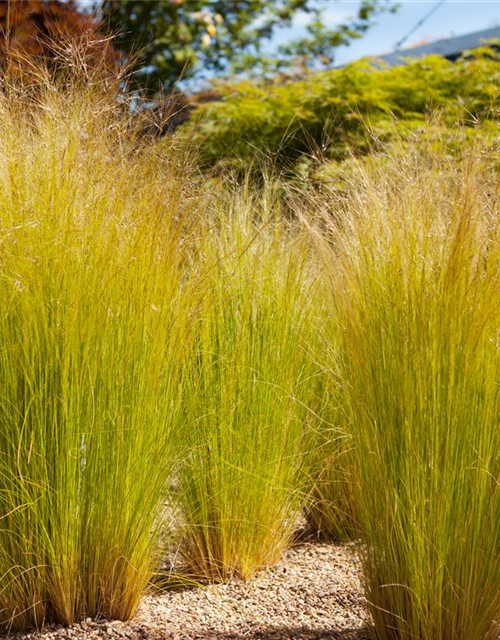 Stipa tenuissima Pony Tails