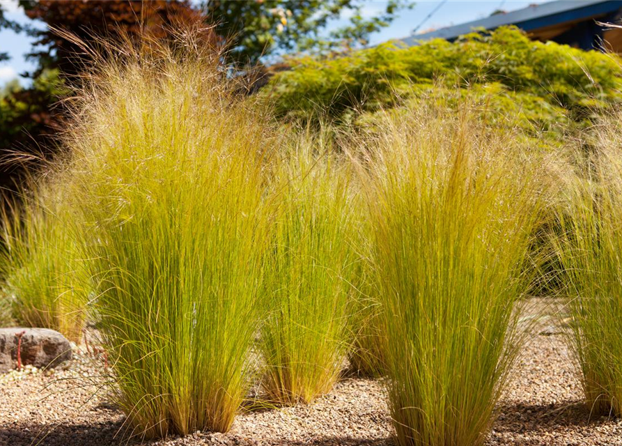 Stipa tenuissima Pony Tails