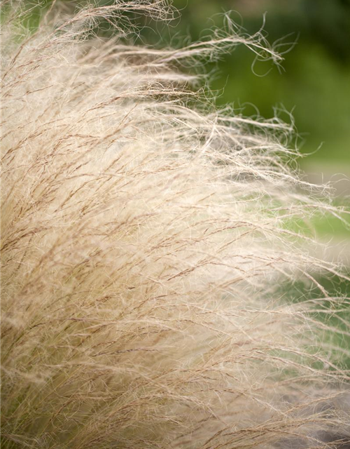 Stipa tenuissima Pony Tails